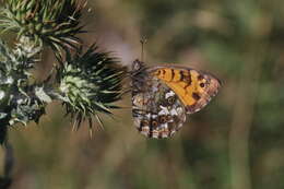 Image of Kirinia eversmanni