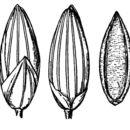 Image of bulb panicgrass
