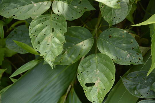 Imagem de Canavalia ensiformis (L.) DC.