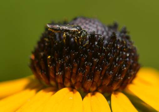 Pseudopanurgus andrenoides (Smith 1853) resmi