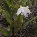 Image of Sobralia chrysostoma Dressler