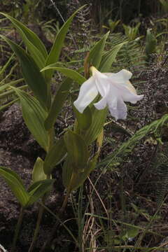 Image of Sobralia chrysostoma Dressler