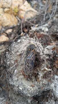 Image of Tettigades lacertosa Torres 1944