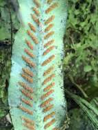 Image of Asplenium griffithianum Hook.