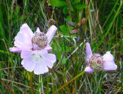 Image de Sidalcea calycosa subsp. rhizomata (Jeps.) S. R. Hill