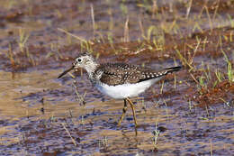 Image of Solitary Sandpiper