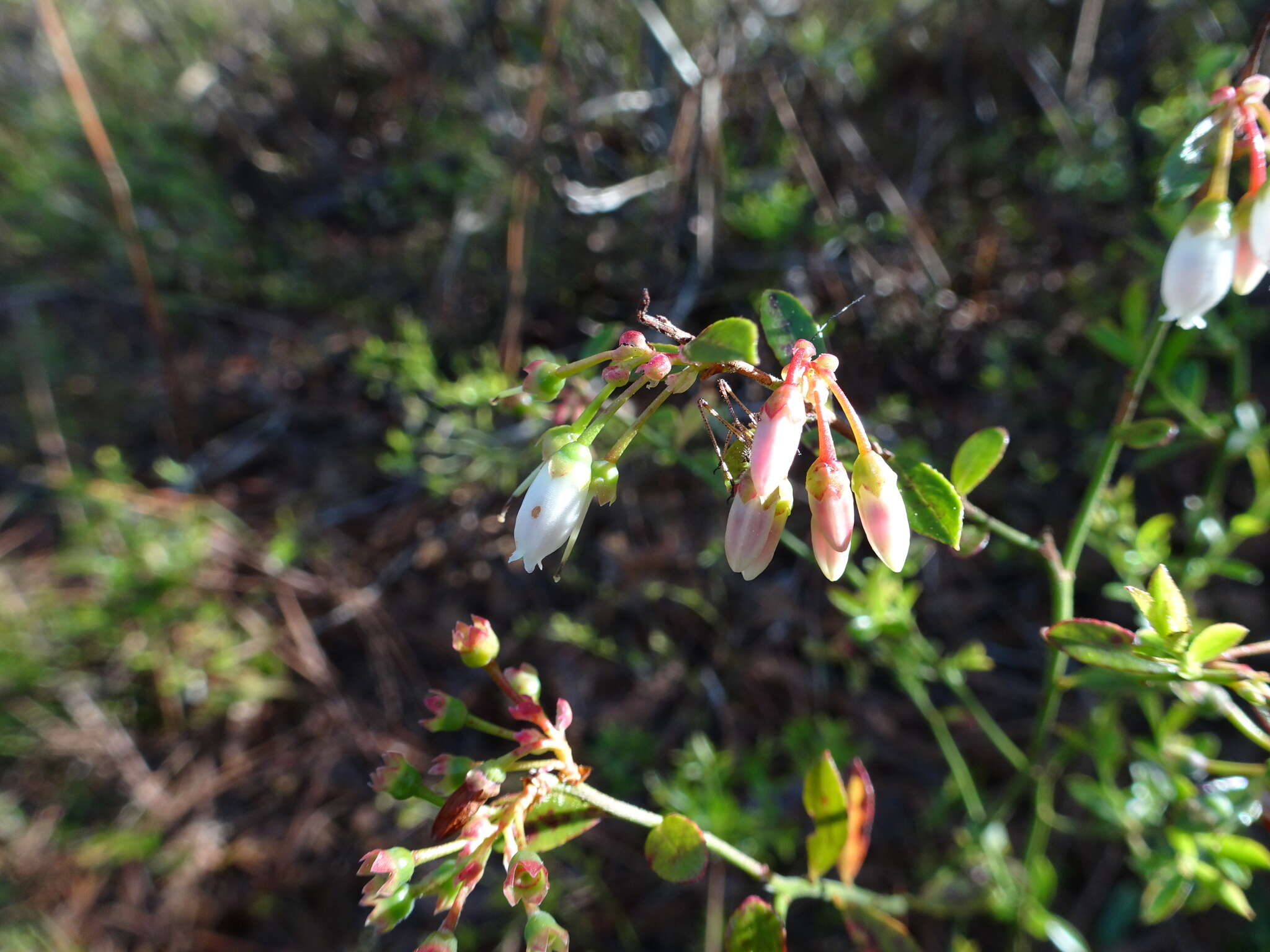 Image de Vaccinium myrsinites Lam.