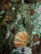 Image of Black Sea urchin