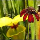 Rudbeckia graminifolia (Torr. & A. Gray) C. L. Boynt. & Beadle resmi