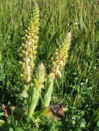 Image of Satyrium parviflorum Sw.