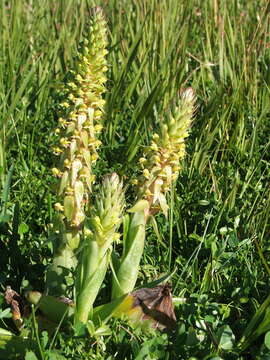 Image de Satyrium parviflorum Sw.