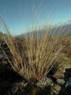 Plancia ëd Chionochloa rubra subsp. cuprea Connor