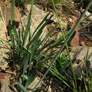 Image de Tulbaghia violacea subsp. violacea