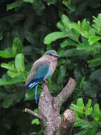 Imagem de Coracias benghalensis benghalensis (Linnaeus 1758)