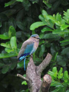 Image of Coracias benghalensis benghalensis (Linnaeus 1758)