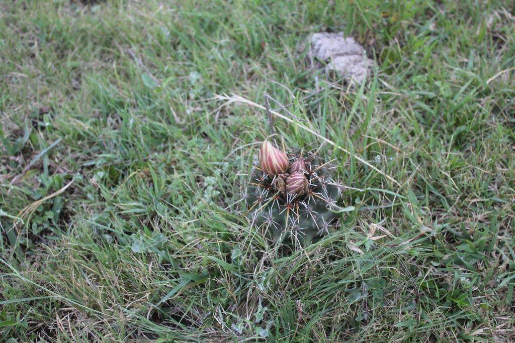 Image of Coryphantha georgii Boed.