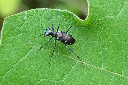 Image of Cylindera (Ifasina) decolorata (W. Horn 1907)