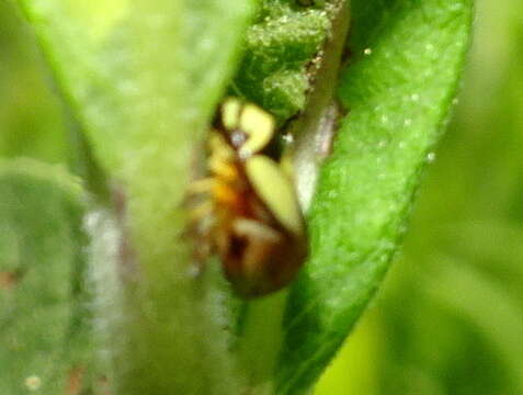 Image of Dogwood Spittlebug