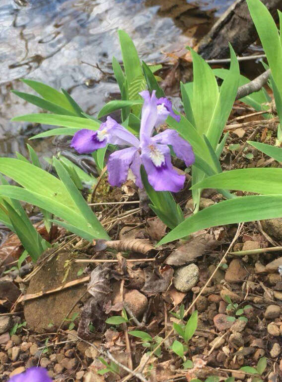 Image of crested iris