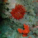 Image of blunt-tentacled anemone