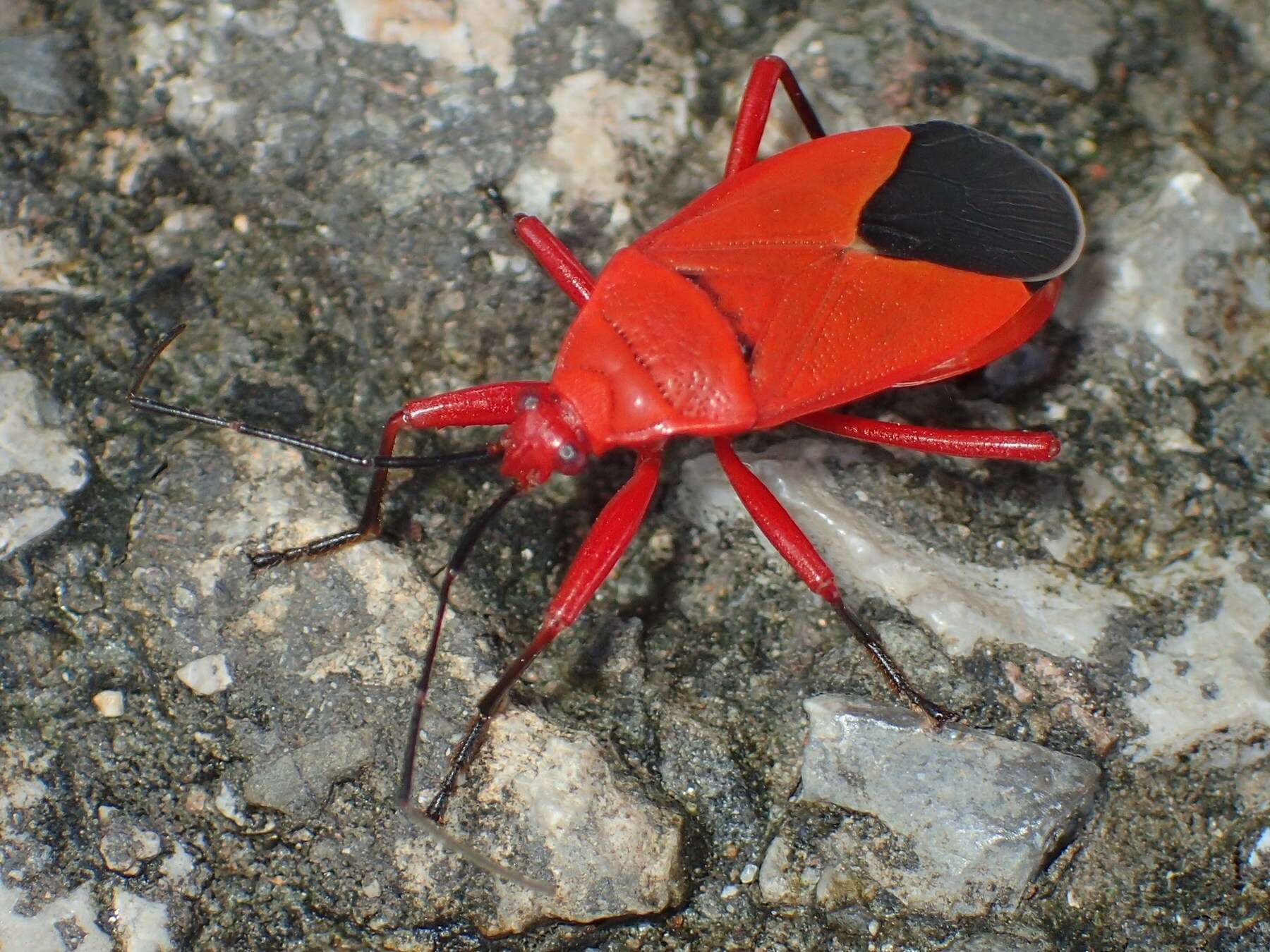 Image of <i>Antilochus coquebertii</i>