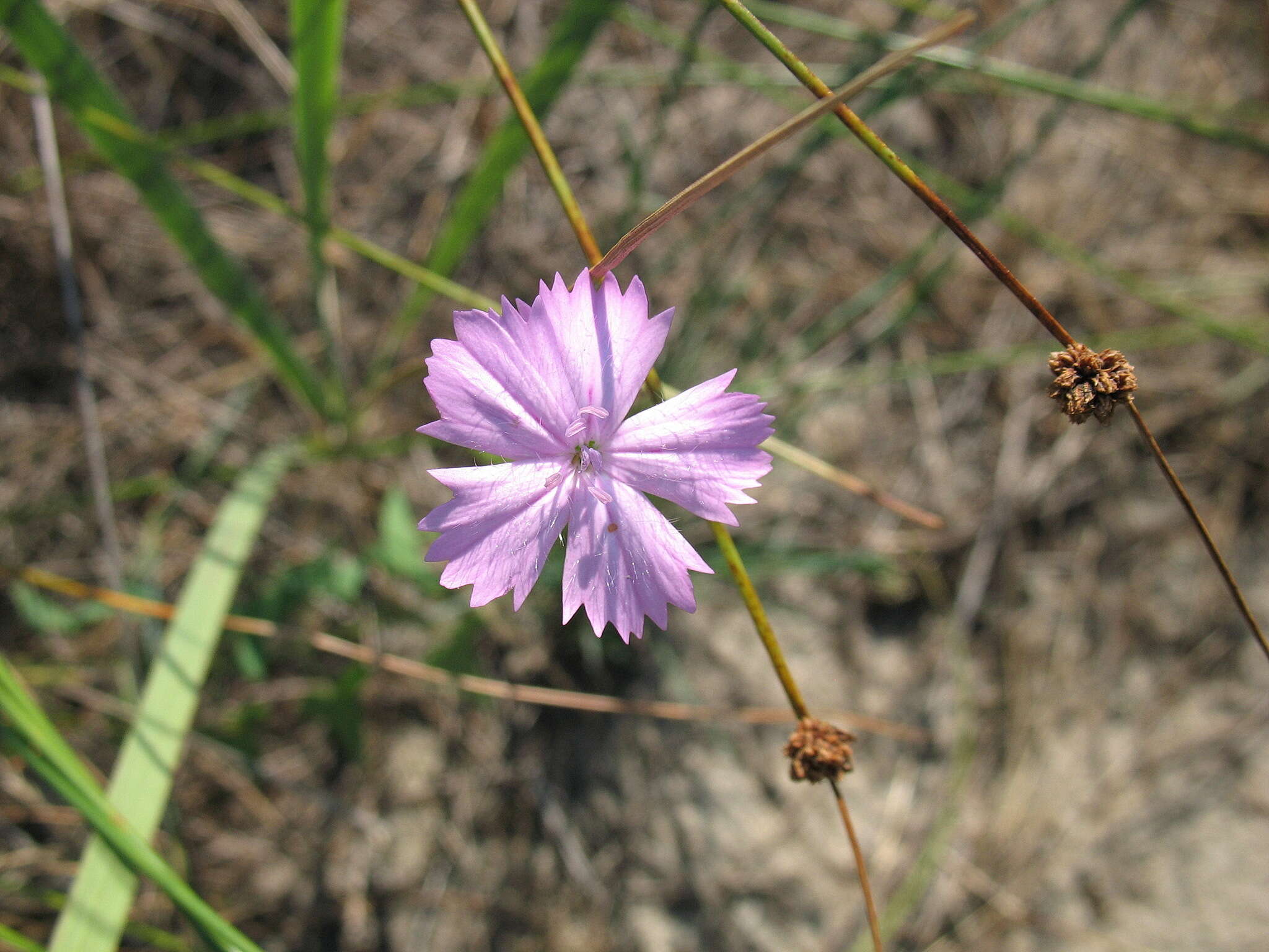 Image of Dianthus polymorphus Bieb.