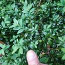 Image of Buxus sempervirens L.