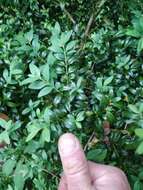 Image of Buxus sempervirens L.