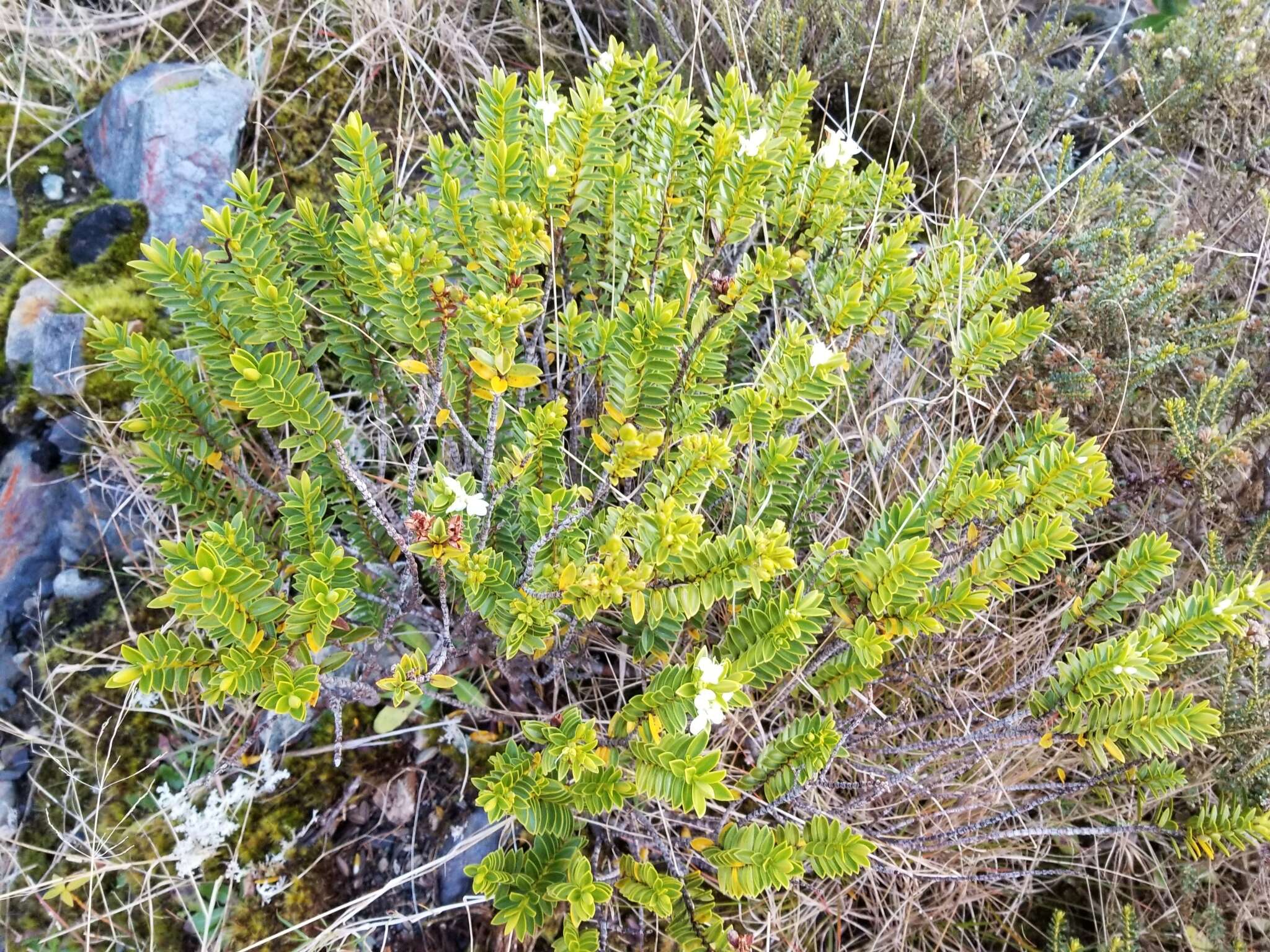 Image of Veronica mooreae (Heads) Garn.-Jones