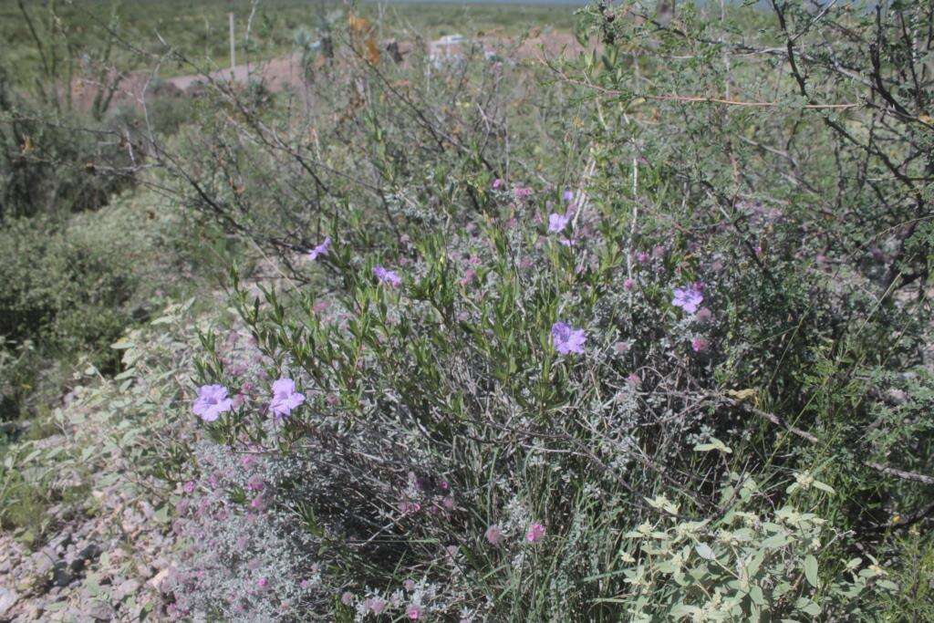 Image of Parry's wild petunia