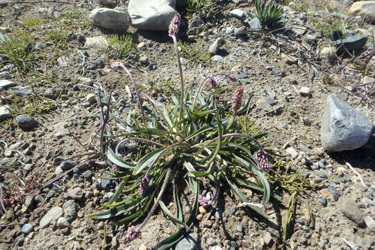 Image of gray pubescent plantain