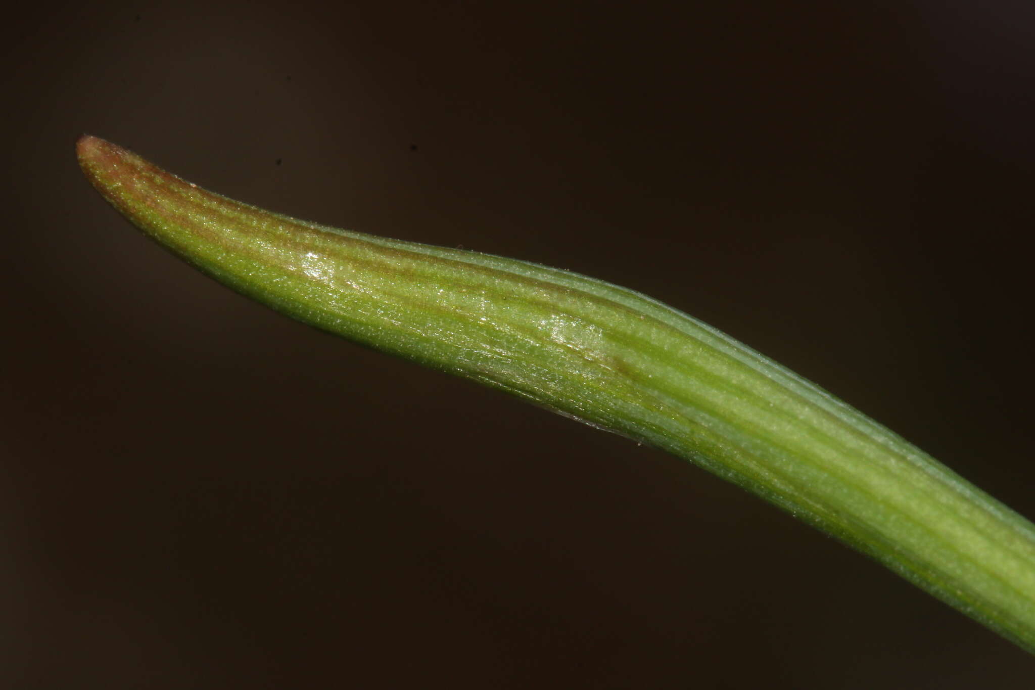 Image of Muscari parviflorum Desf.