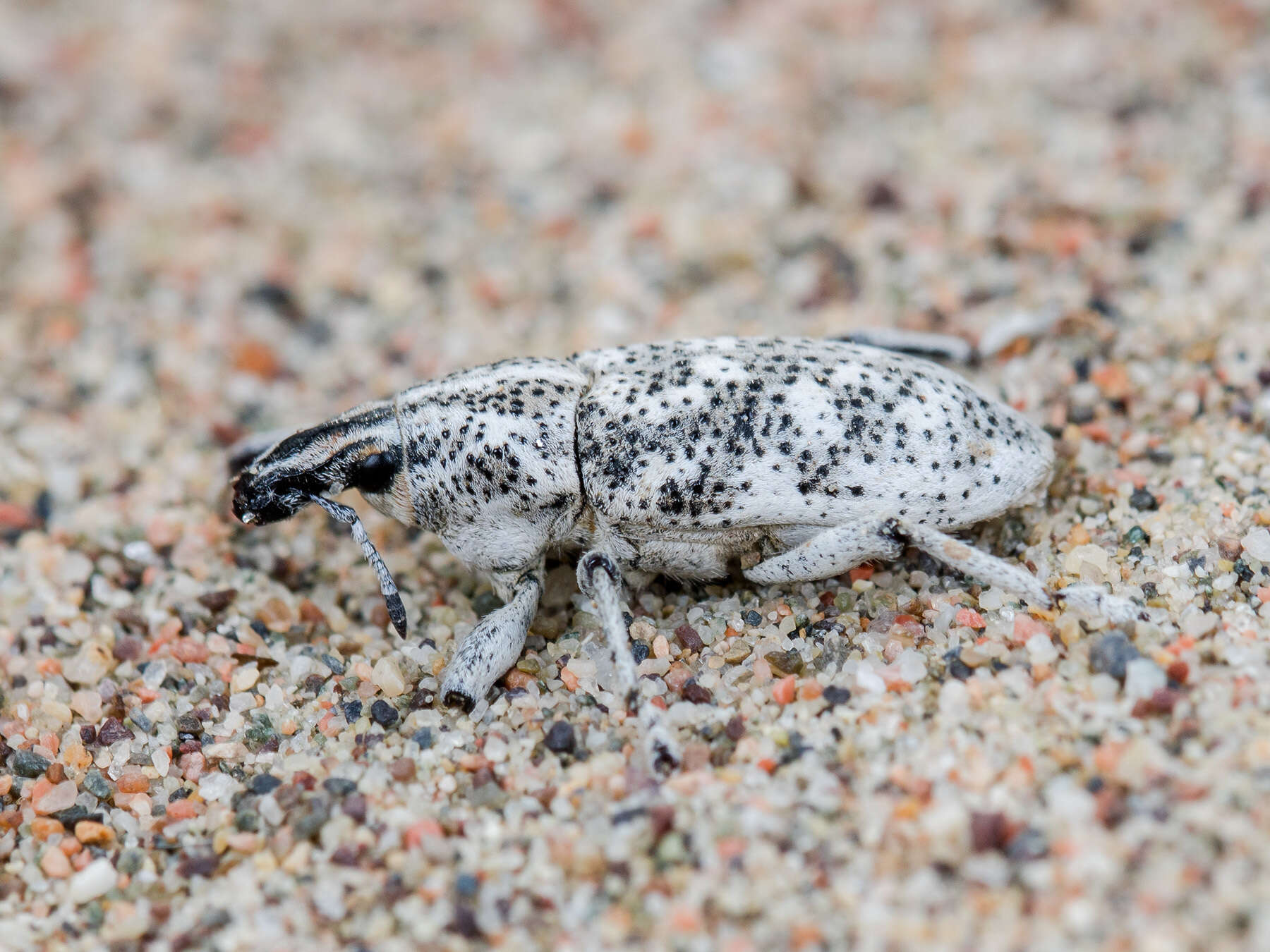 Image of Cyphocleonus cenchrus (Pallas & P. S. 1781)