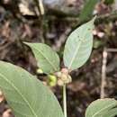 Image of Palicourea dichotoma