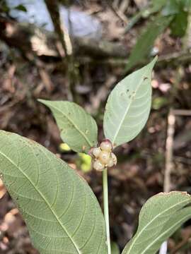 Image of Palicourea dichotoma