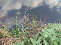 Image of Chocolate Weed