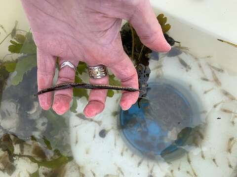 Image of Lesser Pipefish