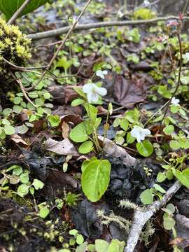 Sivun Viola macloskeyi F. E. Lloyd kuva