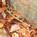 Image of Karoo Tiger Snake