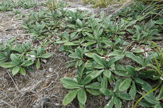 Image of Celmisia haastii var. haastii