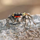 Image of Habronattus sabulosus (Peckham & Peckham 1901)