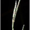 Image of Vasey's grass