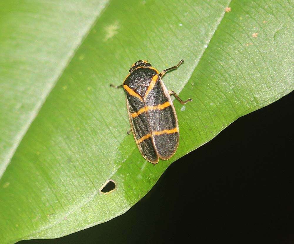 Image of Phymatostetha circumducta (Walker 1858)