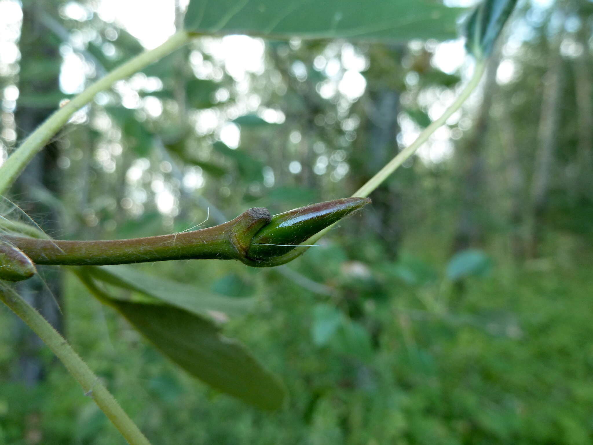 Image of Simon poplar