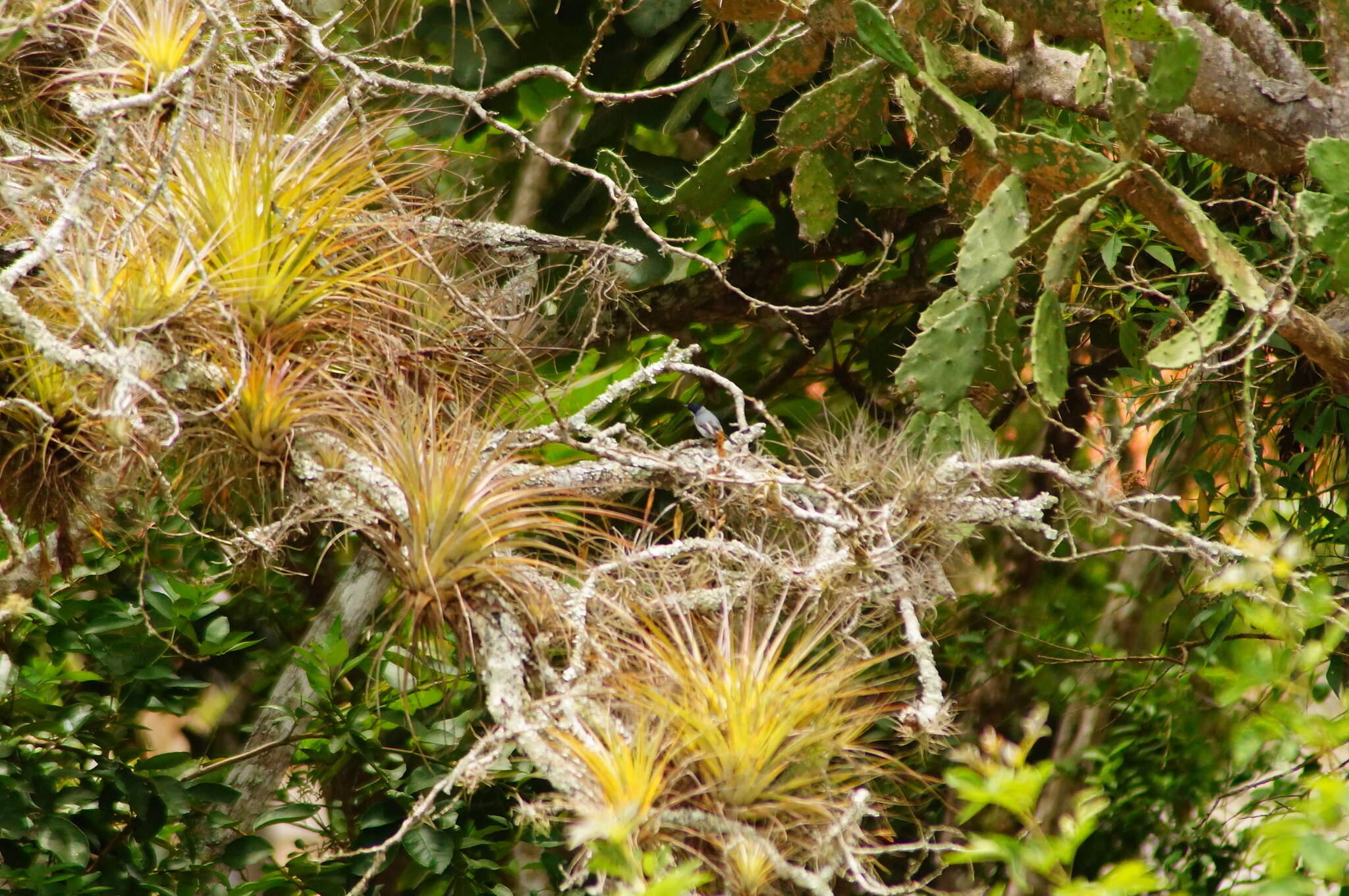 Image of White-lored Gnatcatcher