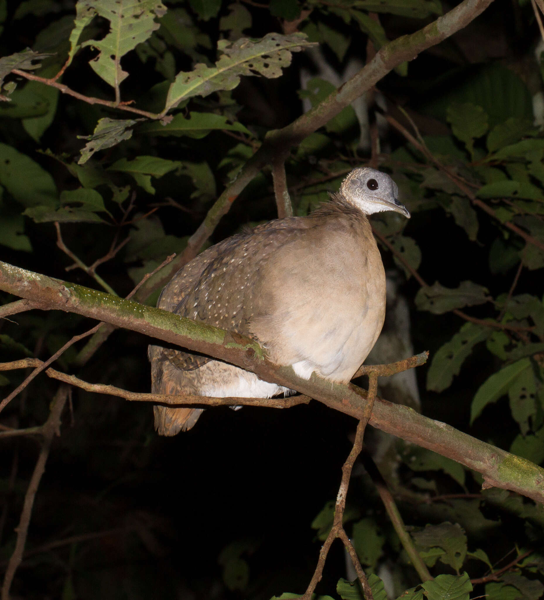 Image of White-throated Tinamou