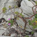 Image of Pelargonium cucullatum subsp. tabulare B. Volschenk