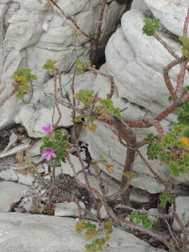 Слика од Pelargonium cucullatum subsp. tabulare B. Volschenk