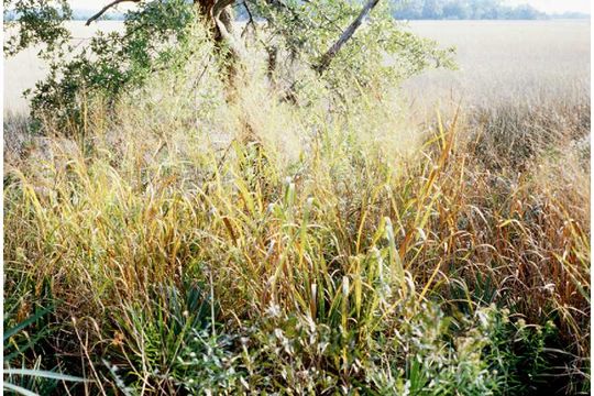 Image of old switch panic grass
