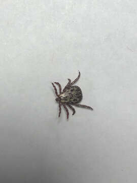 Image of Rocky Mountain Wood Tick